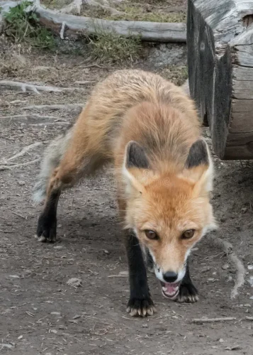 hungry-red-fox-approaches-caution-looking-food-74388446